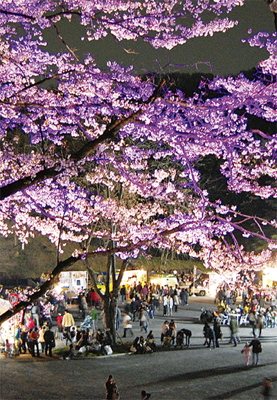 夜桜と四千本の竹灯篭