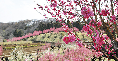 桃源郷の風景 保木で桃の花が見頃 | 青葉区 | タウンニュース
