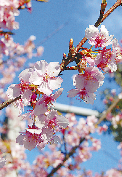 春告げる河津桜