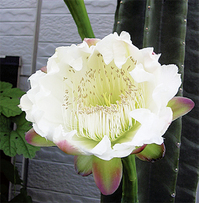 sabotenP2_0902.jpg