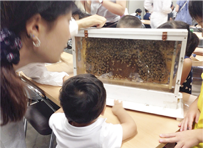 親子で蜜蜂の生態学ぼう