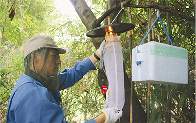 大倉山公園で蚊を採取