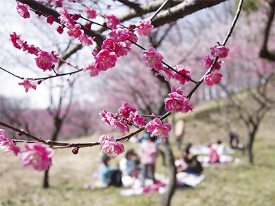 春を彩る「梅まつり」