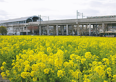 川和町駅前、春の訪れ