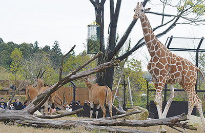 アフリカ サバンナを再現 ズーラシア全面開園 旭区 タウンニュース