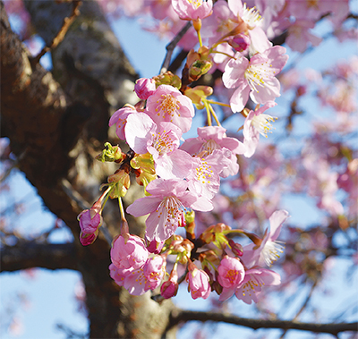 河津桜、可憐に咲く