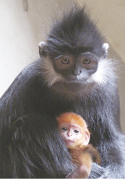 ズーラシア 今だけオレンジ フランソワルトン誕生 | 瀬谷区 | タウン