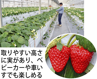 ゆめが丘農園 近場で いちご狩り ５月18日までｏｋ ゆめが丘農園 泉区 タウンニュース