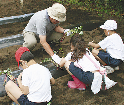 深谷小児童がサツマイモ苗植える