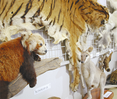 剥製（ハツカン） 置物