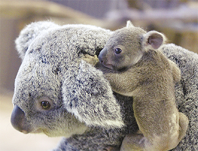 金沢動物園 コアラ ふわふわの赤ちゃん公開 愛称投票31日まで | 金沢区