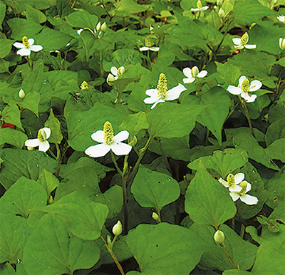 季節の花㉒ 「ドクダミ」は薬草 悪臭はブドウ菌まで目を回す 日本自然保護協会自然観察指導員 金子昇（富岡西在住） | 金沢区・磯子区 | タウンニュース