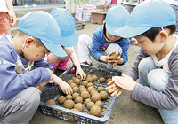 夢中になって泥団子を作る園児