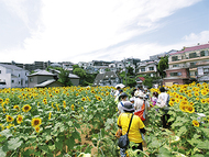 ひまわり満開
