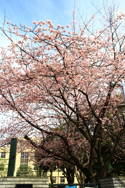 あっとほーむデスク