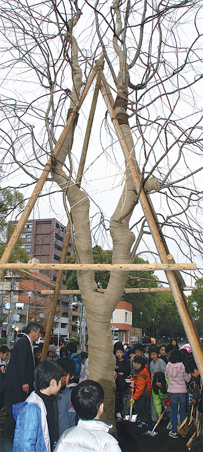 大通り公園に「歌丸桜」