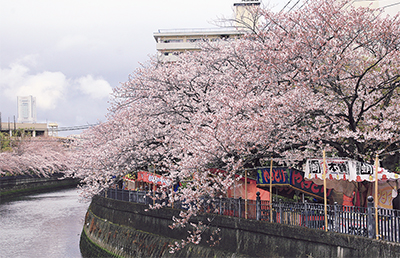 大岡川の桜 ようやく満開