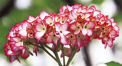 赤いアジサイ今年も南中に