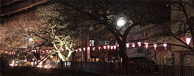 闇夜に浮かぶ桜色の光