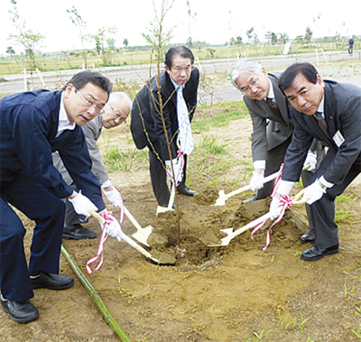 被災地に桜の苗木