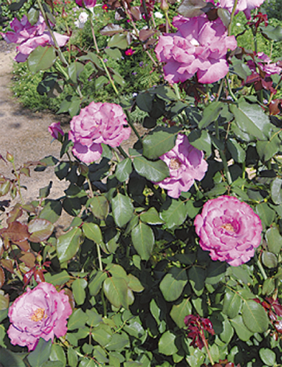 秋バラとコスモス見ごろ