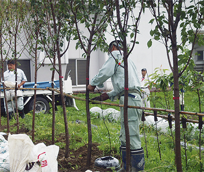 福島に桜の苗木寄贈
