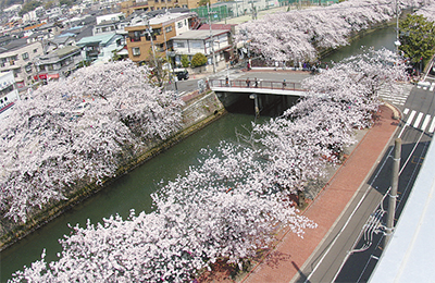 井土ヶ谷橋の桜に愛称を