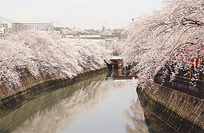 川沿いに500本咲き誇る