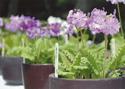 サクラソウが見ごろ