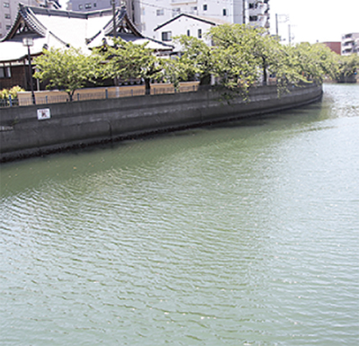 大岡川の魚とギンナン
