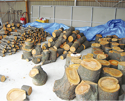 伐採桜を有効活用