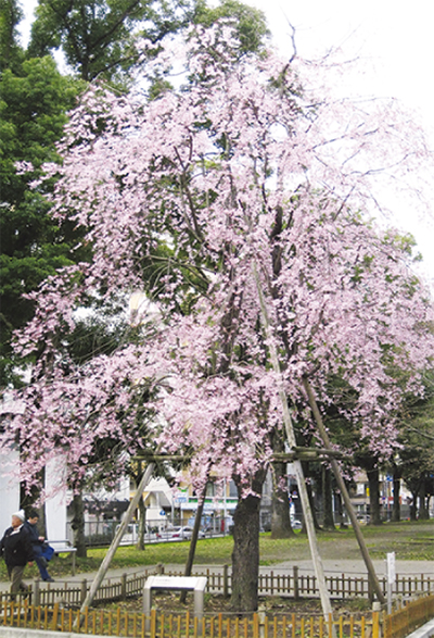 歌丸桜前で落語