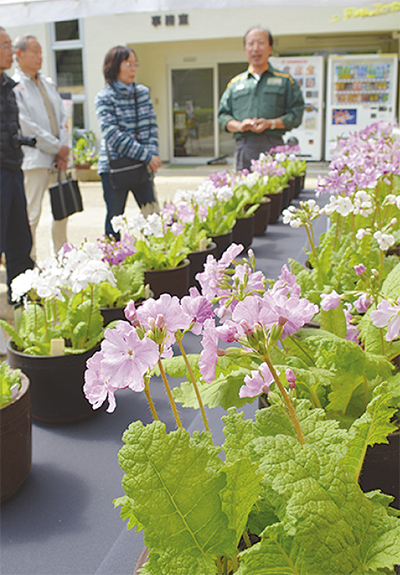 見ごろの「さくらそう展」