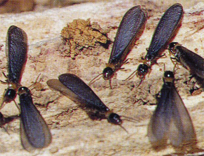 シロアリの羽アリ見落とすな