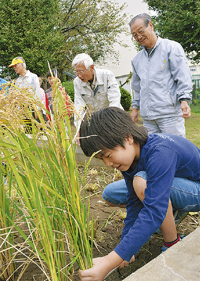 地域と育てた稲、刈り取る