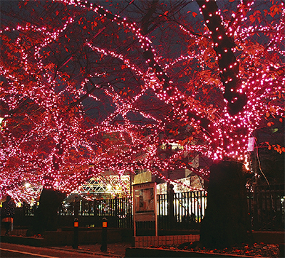 弘明寺に｢冬の桜｣