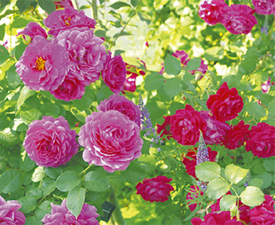 「ローズフェア」開催