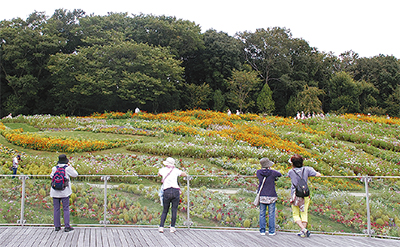 秋の大花壇を再公開