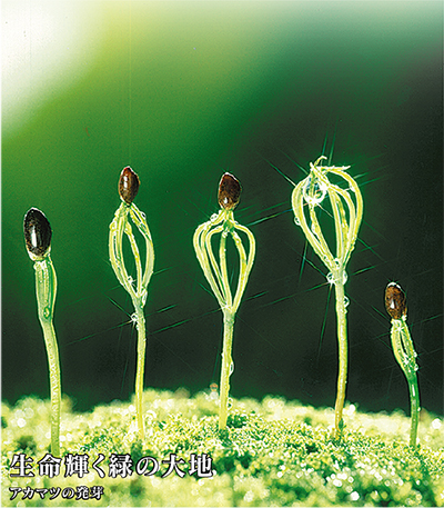 緑空間の創造と確かな腕