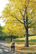 イチョウ、斜光に輝く