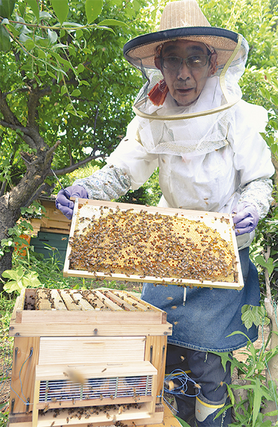 区内産ハチミツを収穫