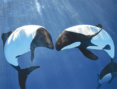 白黒イルカがシーパラに 関東唯一の展示開始 神奈川区 タウンニュース