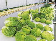 市内生産物の品評会