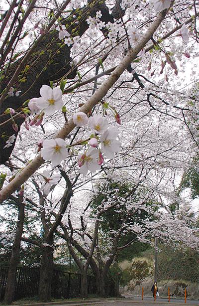 桜舞う、春の訪れ