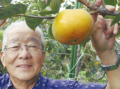 大玉柿「太秋（たいしゅう）」を収穫