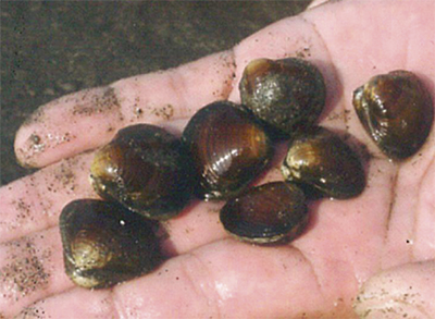 川崎河川漁協組合 アサリ・シジミを出荷へ 多摩川河口産をブランド化