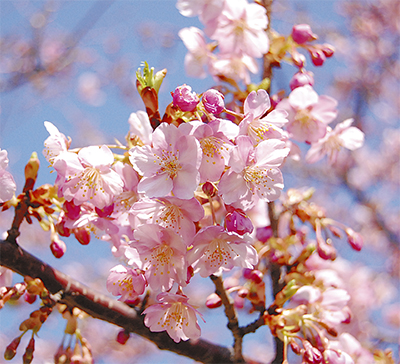 春を告げる河津桜