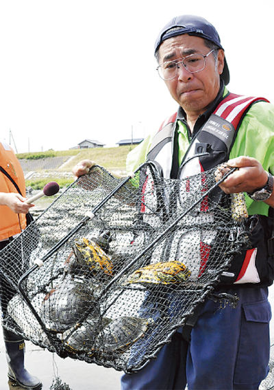 多摩川で外来種カメ増加