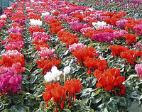 冬の窓辺を彩るシクラメン