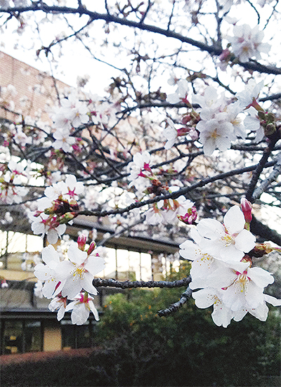 早咲き桜が見頃